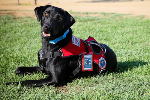 bossyheifer:September is National Service Dog Awareness...