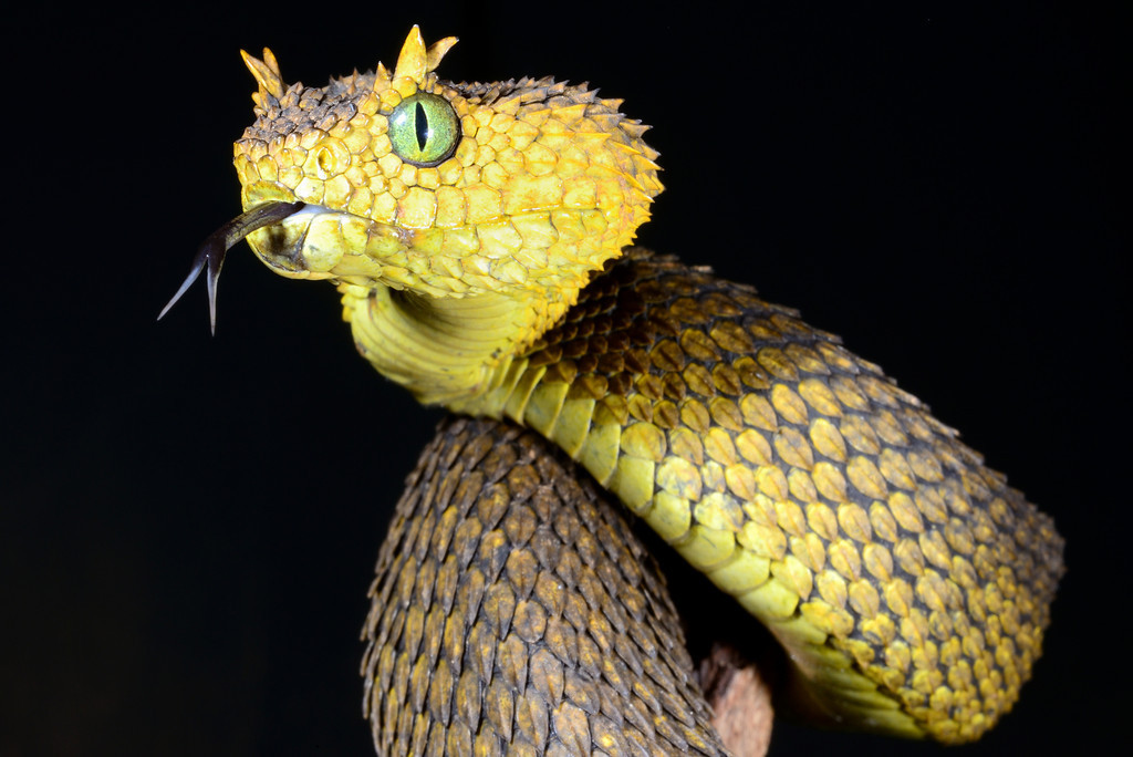 Atheris hispida, Rough-scaled Bush Viper www.matthieu-berro…