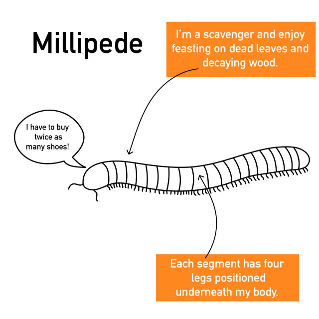 centipede and millipede differences