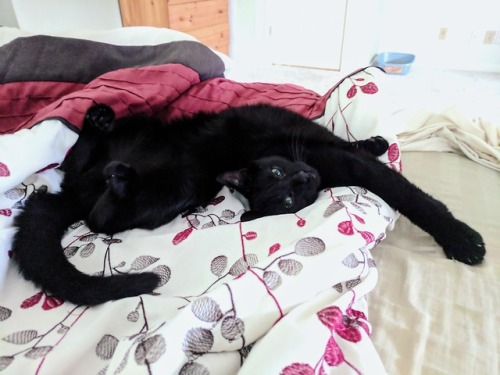 tumbler-of-cats:‘Toothless lounging.’, from @halledean,...