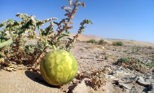 Photographs by Elriz - Desert Watermelon. Haradh, Saudi Arabia ...