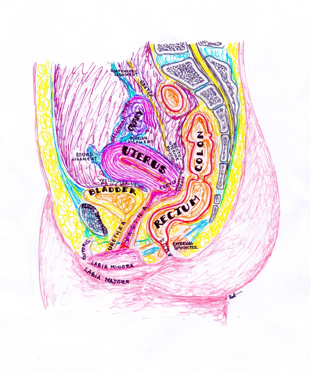 hanson's anatomy — internal female anatomy