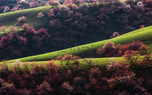 fancyadance:Located in Tuergen Township, Xinyuan County, Yili...