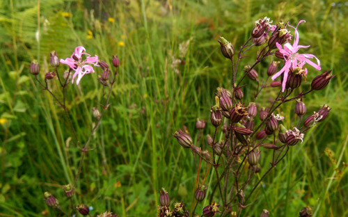 regnum-plantae:Lychnis flos-cuculi, CaryophyllaceaeWhen I...