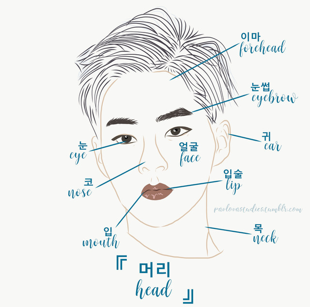 Studying 🍓 — Pavlovastudies: Korean Head Vocabulary Feat. Kim