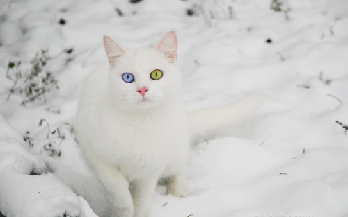 @cats in snow