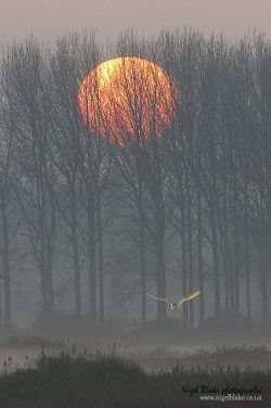 Barn Owl Tyto alba by Nigel Blake