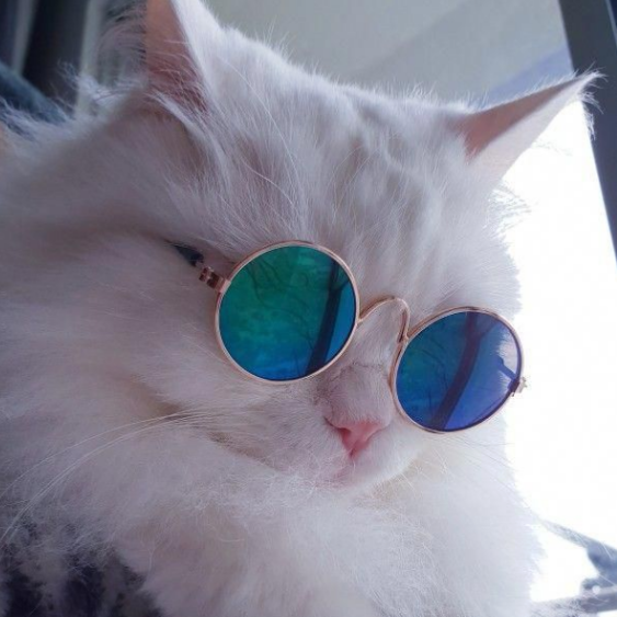 cats in glasses on Tumblr