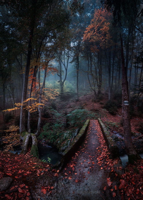 coiour-my-world:Enchanted forest | Balkan mountains | Bulgaria...