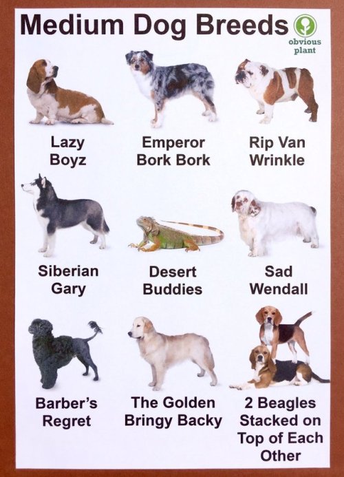 elliottheamericanbulldog:perfectdogs:babyanimalgifs:Learn ur...