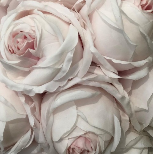 andantegrazioso:Forever roses | rachelashwell