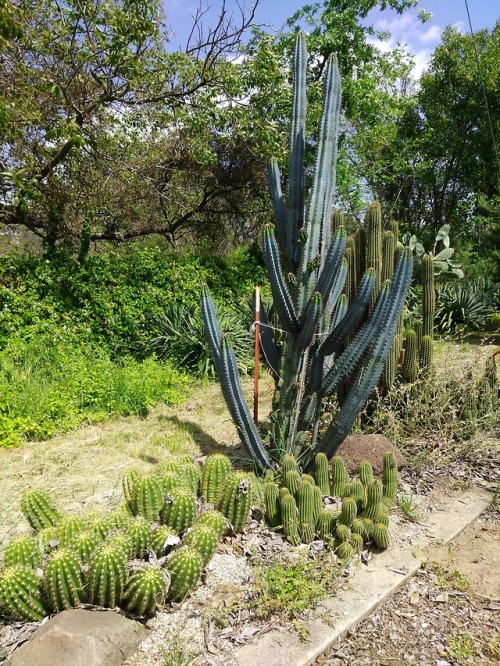 tall cactus | Tumblr