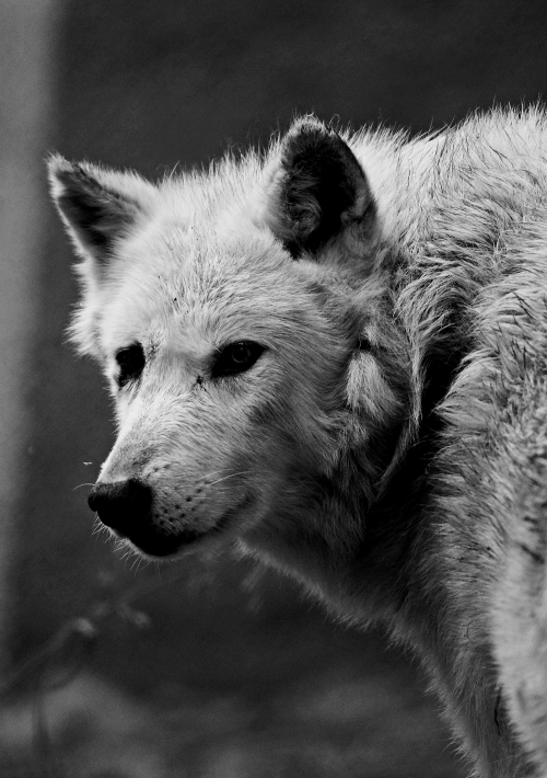 absinthius grey wolf wolf animals black and white nature 700p