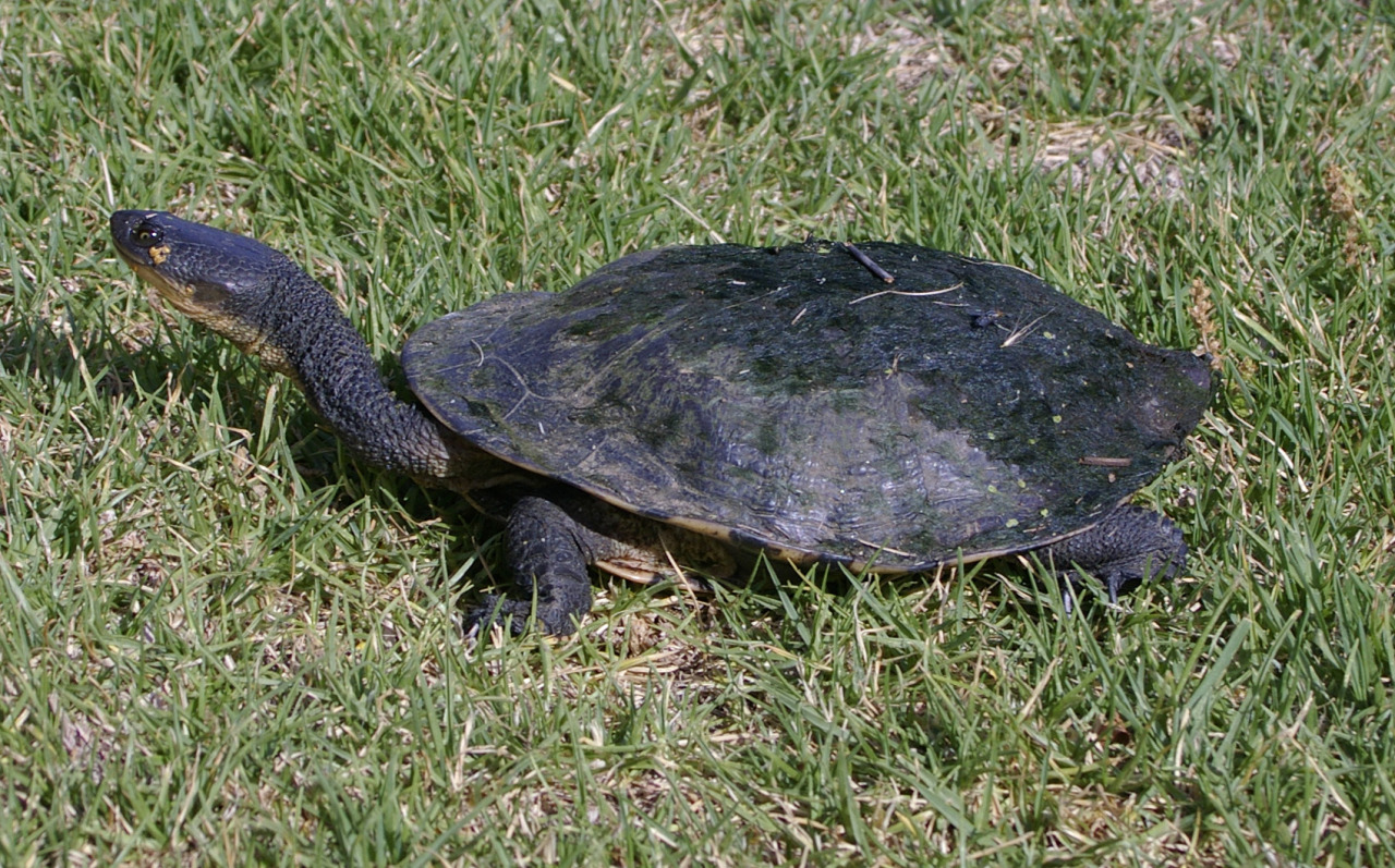 A Walk On The Wild Side — Chelodina Longicollis 