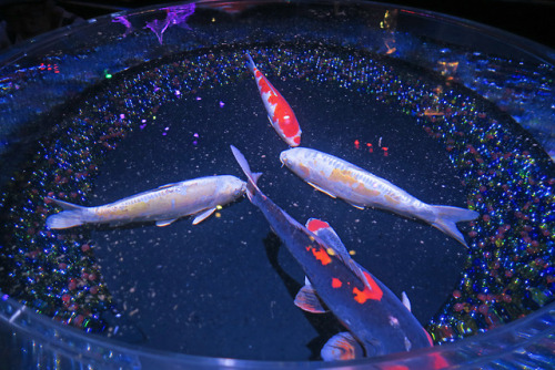 ninetail-fox:Goldfish ,Nihonbashi