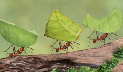 Un kilómetro cúbico.
Las llamadas “cortadoras de hojas”, representan el más alto grado de cooperación social entre todas las hormigas, que ya son de por sí un prodigio de complejo trabajo en equipo. Estas hormigas, que se encuentran en casi todo el...