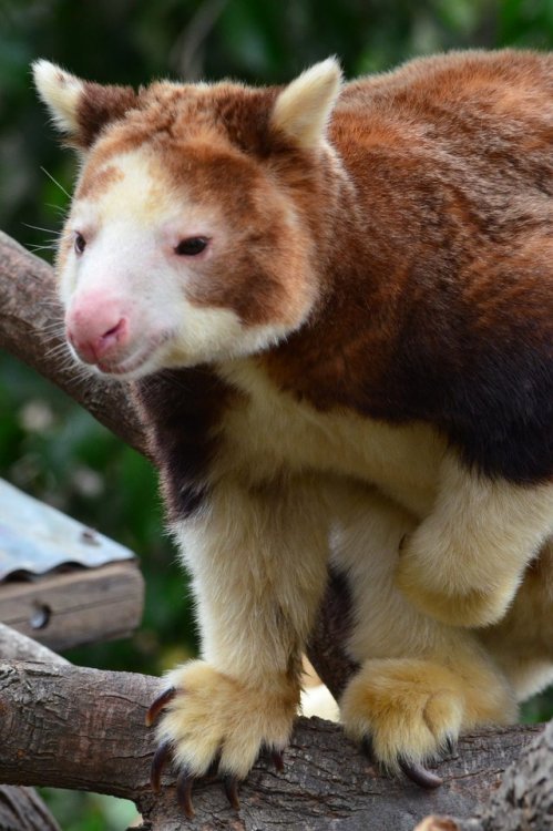 sdzoo:Matschie’s tree kangaroos can leap 60 feet to the ground...