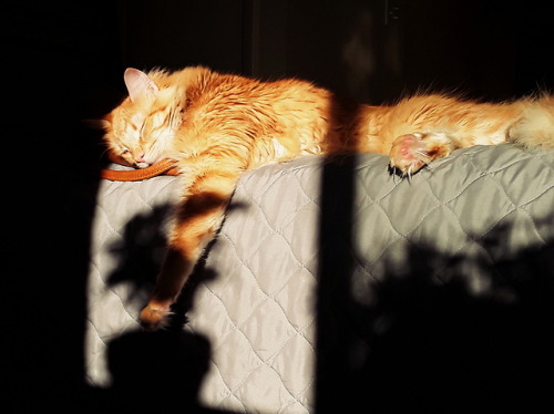 world-of-cats:sweet sunset boy 