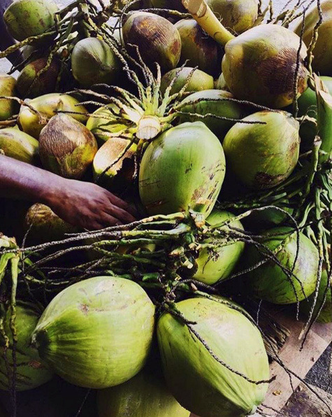 Coconut Lover Tumblr