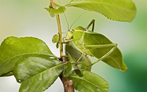 end0skeletal:Bug Camouflage1. Shale Grasshopper2. Giant...