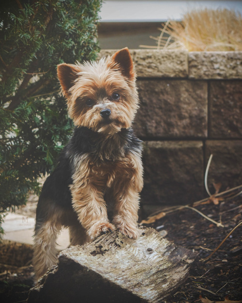 i love her so much look at her gosh what a gal what a dog dogblr doge dog dog photography photography nikon pet photography