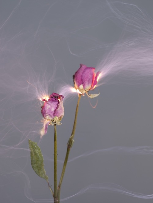 itscolossal:Freshly Cut Flowers Make Sparks in Electrically...