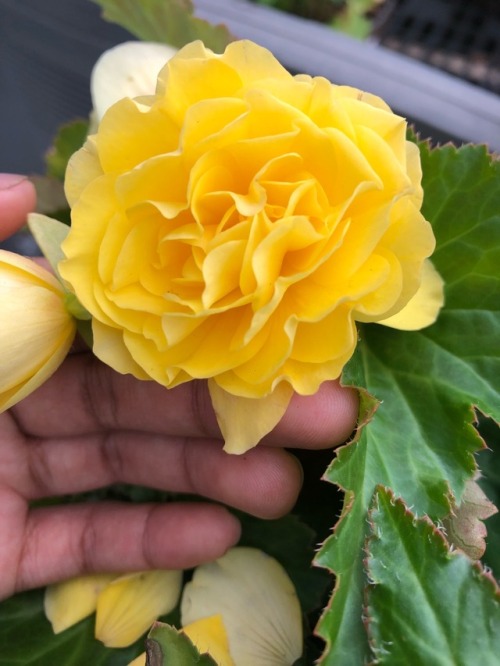 plantsarefriendssometimesfood