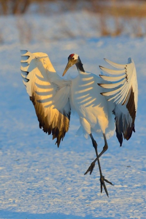 beifongkendo:Dancing crane in Hokkaido (photography by Stefan...