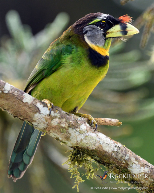 rockjumperbirdingtours:Photo of the Day - The Fire-tufted...