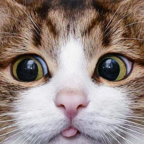 catsonweb:What happened, i cant believeby shaneamaya. What...