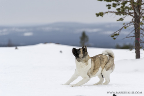 twocorndogs:American Akita by Markus Kiili