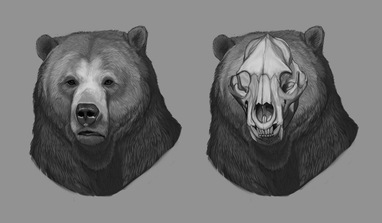 Bear Anatomy - Anatomy Reading Source