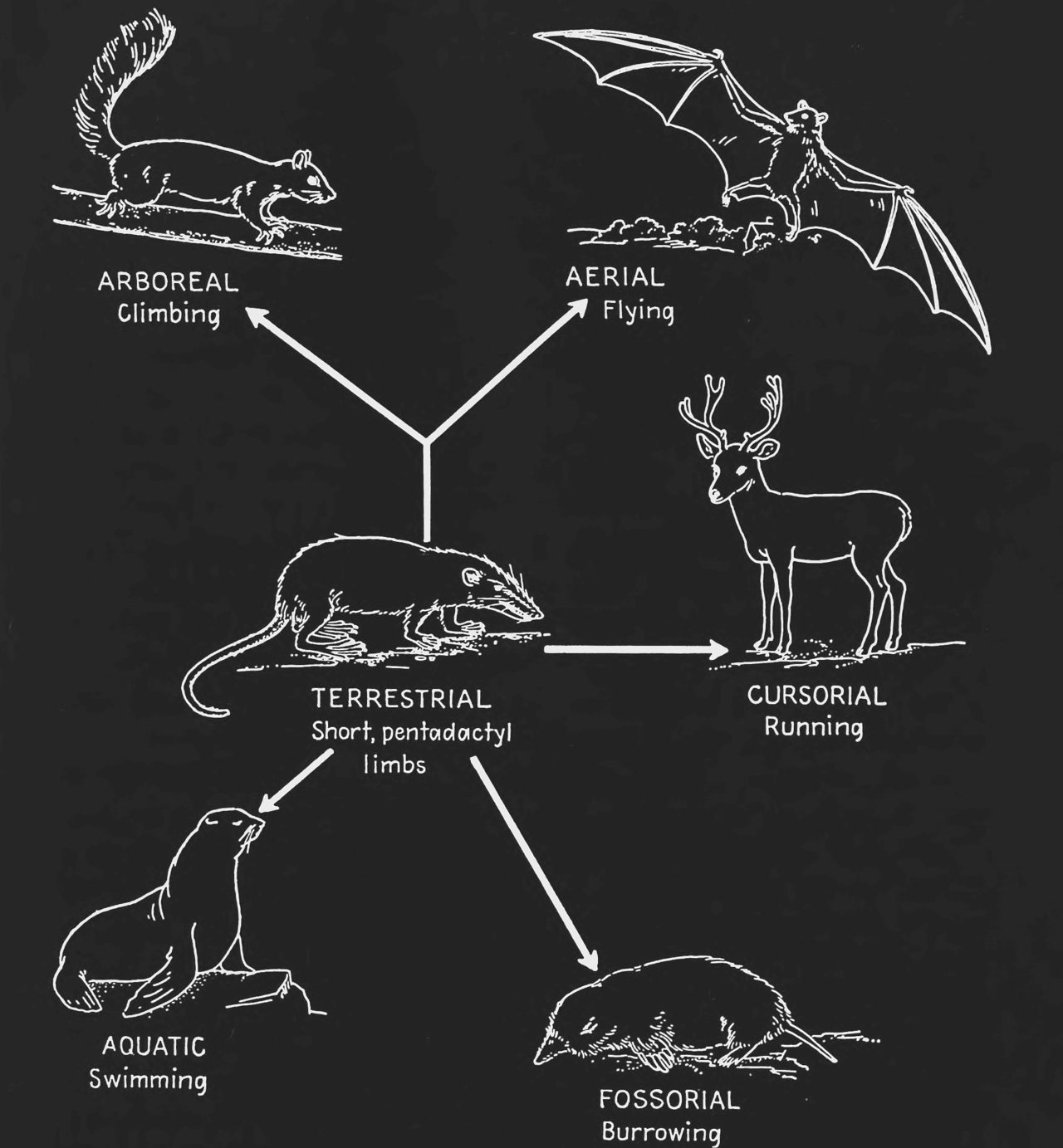 nemfrog-adaptive-radiation-in-limb-structures-of