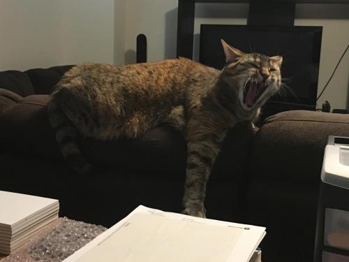 cutecatpics