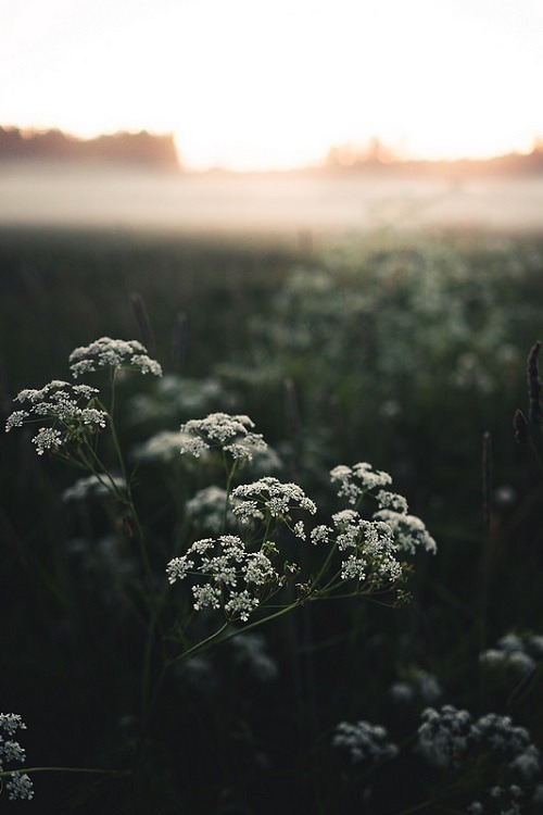 ponderation:Flowers by Niilo Isotalo