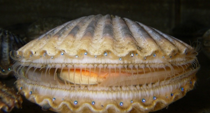 Let's Do Some Zoology! - Atlantic Bay Scallop (Argopecten Irradians) Is ...