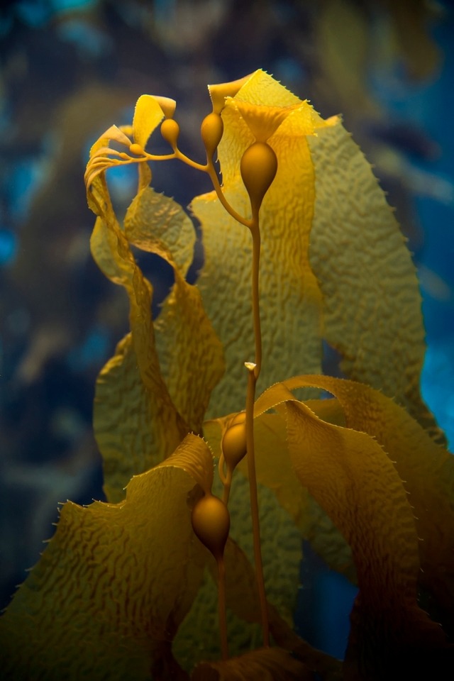 Monterey Bay Aquarium — Reach for the star! Giant kelp stalks are held...