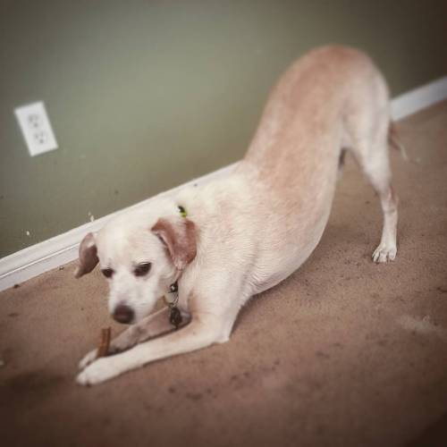 mcgeeyasee lovemydentastix dogsofinstagram 100percentdone