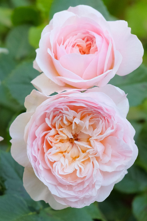 oldandenglishroses:Emily Bronte, English Rose