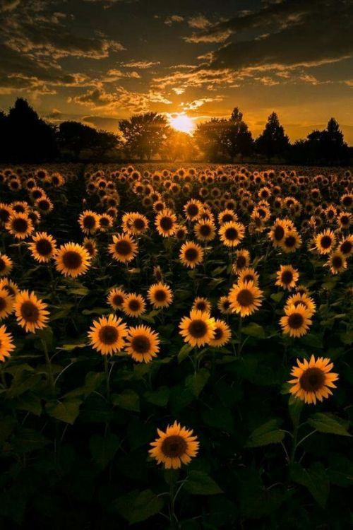 queenjsxo:Sunflower wallpapers ~ found on pinterest