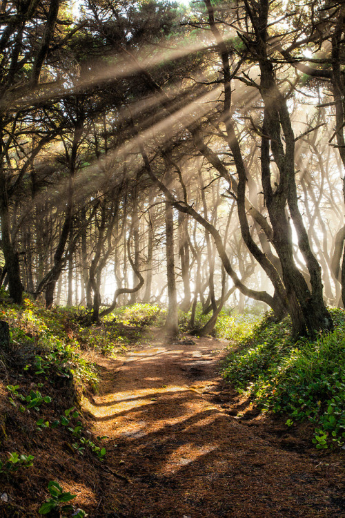 silvaris:Light at Seal Beach by schumpster