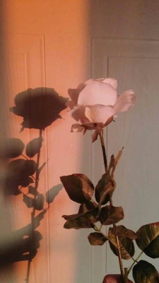 Featured image of post Rosa Blumen Hintergrund Tumblr Du entscheidest zu wann die blumen geliefert werden sollen
