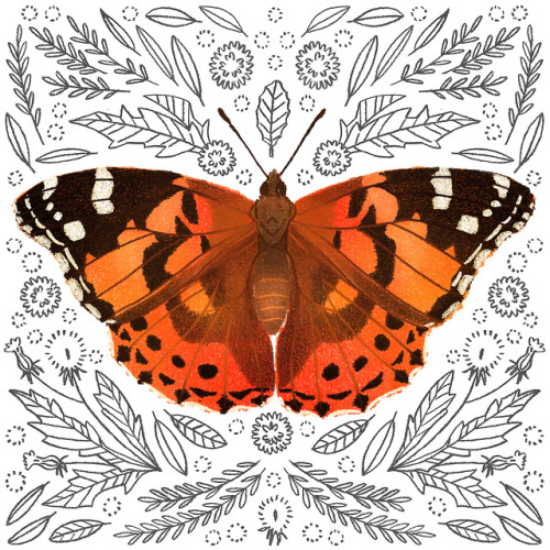 butterfly drawing on Tumblr