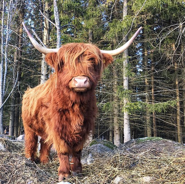 Highland Cattle Of Saarela — Https:  Www.instagram.com P Boxbwqqlmel 