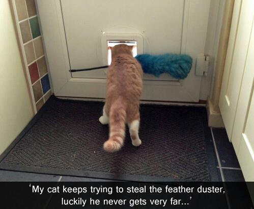 keepcalmimspidey:almostcrazycatlady98:Cats Being Catsi...