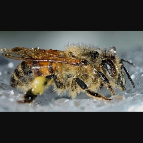 Our #HarvardSquare hive is closed today due to snow daze. We...