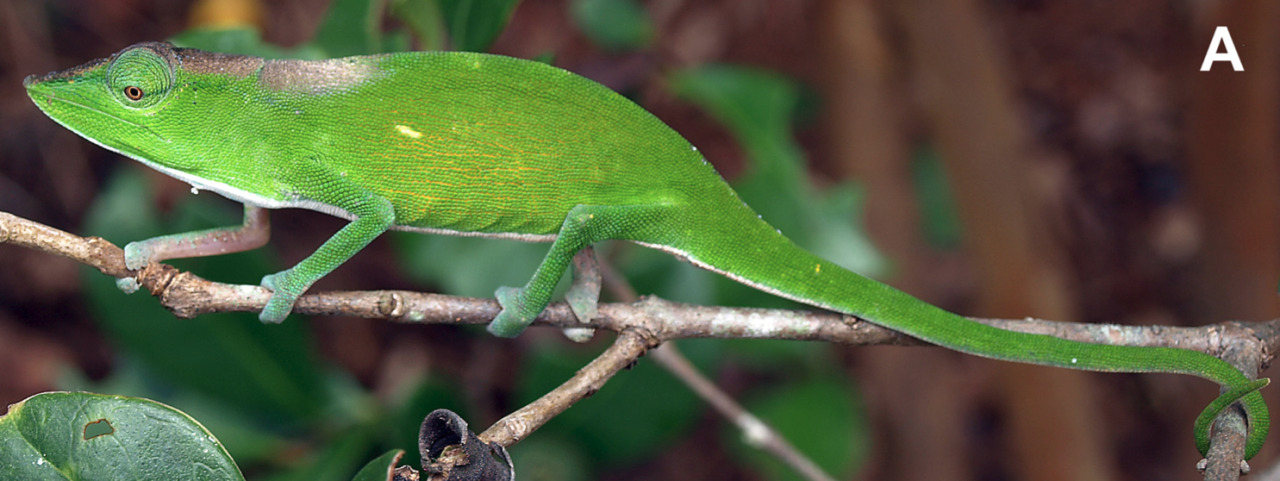 Reptile Facts - markscherz: Calumma tarzan Gehring, Pabijan,...