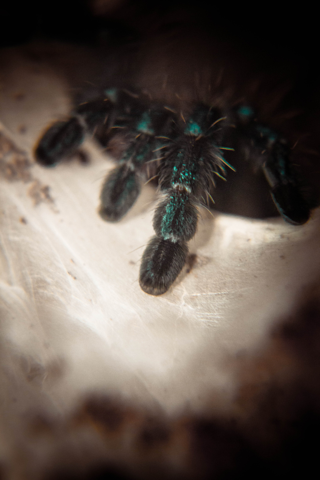 Juvenile Antilles Pinktoe Tarantula Avicularia... - macha rose