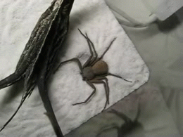The Six Eyed Sand Spider Why You Ask Because Why Fight When U Can Bury Yourself And Wait For It To Be Over The Six Eyed Sand Spider Why You Ask Because Why Fight When U Can Bury Yourself And Wait For It To Be Over