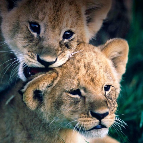 baby lions on Tumblr